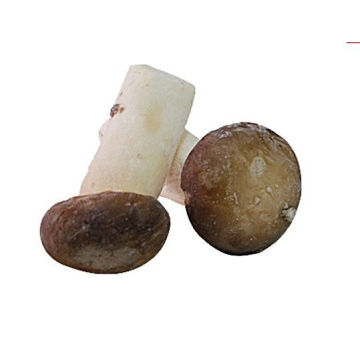 Delicious Frozen Abalone Mushrooms / Brc Iqf Forzen Vegetables With 18 Months Shelf Life